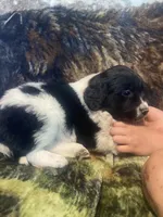 Crystal, a female Newfoundland and Golden Retriever for sale in Brainerd, MN – 8 of 9