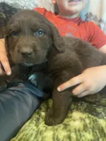 Chip, a male Newfoundland and Golden Retriever for sale in Brainerd, MN – 2 of 10