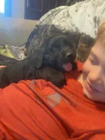 Cassie, a female Newfoundland and Golden Retriever for sale in Brainerd, MN – 4 of 10