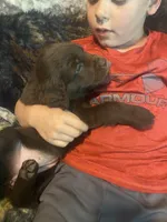 Candy, a female Newfoundland and Golden Retriever for sale in Brainerd, MN – 6 of 10