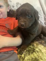 Candy, a female Newfoundland and Golden Retriever for sale in Brainerd, MN – 8 of 10
