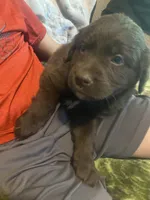 Coco, a female Newfoundland and Golden Retriever for sale in Brainerd, MN – 6 of 8