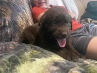 Coco, a female Newfoundland and Golden Retriever for sale in Brainerd, MN – 7 of 8