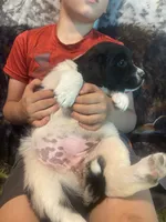 Crystal, a female Newfoundland and Golden Retriever for sale in Brainerd, MN – 9 of 9