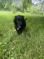 Clay, a male Newfoundland and Golden Retriever for sale in Brainerd, MN – 5 of 8