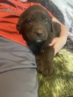 Candy, a female Newfoundland and Golden Retriever for sale in Brainerd, MN – 2 of 10