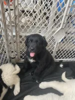 Jasper , a male Newfoundland and Golden Pyrenees for sale in Brainerd, MN – Photo 3 of 8