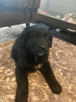 Jasper , a male Newfoundland and Golden Pyrenees for sale in Brainerd, MN – Photo 4 of 8