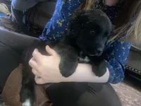 Jasper , a male Newfoundland and Golden Pyrenees for sale in Brainerd, MN – Photo 7 of 8