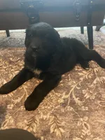 Jasper , a male Newfoundland and Golden Pyrenees for sale in Brainerd, MN – Photo 5 of 8