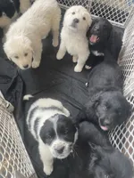 Jasper , a male Newfoundland and Golden Pyrenees for sale in Brainerd, MN – Photo 6 of 8