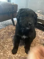 Jasper , a male Newfoundland and Golden Pyrenees for sale in Brainerd, MN – Photo 8 of 8