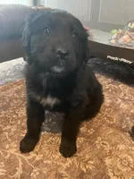 Jasper , a male Newfoundland and Golden Pyrenees for sale in Brainerd, MN – Photo 2 of 8