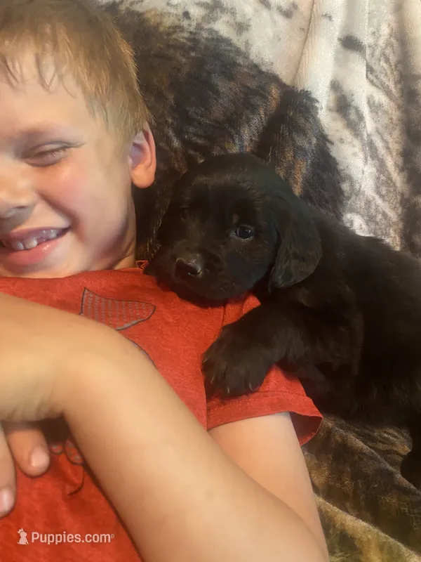 Clara – Newfoundland, Golden Retriever puppy for sale in Brainerd, MN