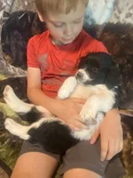 Crystal, a female Newfoundland and Golden Retriever for sale in Brainerd, MN – 2 of 9