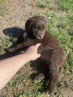 Clarabell, a female Newfoundland and Golden Retriever for sale in Brainerd, MN – 10 of 10