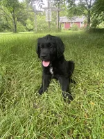 Clay, a male Newfoundland and Golden Retriever for sale in Brainerd, MN – 3 of 8