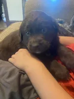 Coco, a female Newfoundland and Golden Retriever for sale in Brainerd, MN – 5 of 8