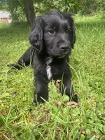 Clay, a male Newfoundland and Golden Retriever for sale in Brainerd, MN – 2 of 8