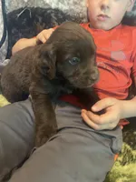 Candy, a female Newfoundland and Golden Retriever for sale in Brainerd, MN – 10 of 10