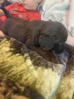Chip, a male Newfoundland and Golden Retriever for sale in Brainerd, MN – 9 of 10