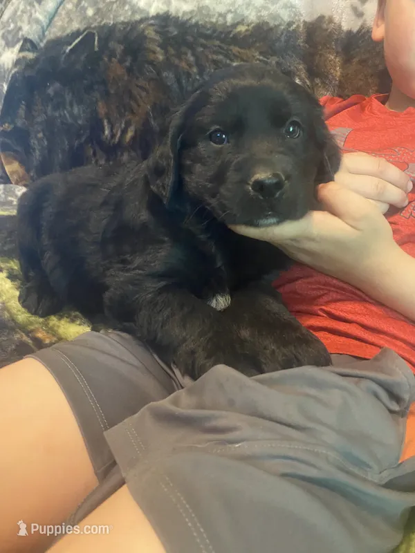 Cassie – Newfoundland, Golden Retriever puppy for sale in Brainerd, MN