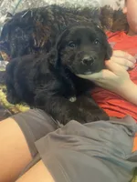 Cassie, a female Newfoundland and Golden Retriever for sale in Brainerd, MN – 1 of 10