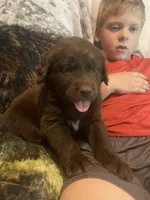 Coco, a female Newfoundland and Golden Retriever for sale in Brainerd, MN – 8 of 8