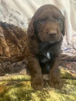 Chip, a male Newfoundland and Golden Retriever for sale in Brainerd, MN – 4 of 10