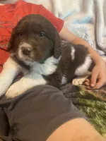 Cowboy, a male Newfoundland and Golden Retriever for sale in Brainerd, MN – 2 of 10