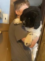 Sunny, a female Newfoundland and Golden Retriever for sale in Fort Ripley, MN – Photo 6 of 10