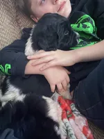 Sunny, a female Newfoundland and Golden Retriever for sale in Fort Ripley, MN – Photo 10 of 10