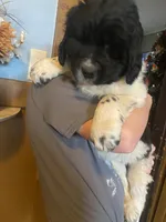 Sunny, a female Newfoundland and Golden Retriever for sale in Fort Ripley, MN – Photo 7 of 10