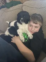 Sunny, a female Newfoundland and Golden Retriever for sale in Fort Ripley, MN – Photo 4 of 10