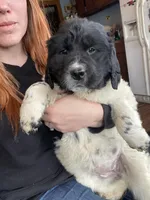 Sunny, a female Newfoundland and Golden Retriever for sale in Fort Ripley, MN – Photo 5 of 10