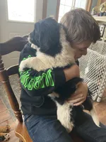 Sunny, a female Newfoundland and Golden Retriever for sale in Fort Ripley, MN – Photo 2 of 10