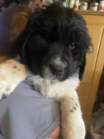 Sunny, a female Newfoundland and Golden Retriever for sale in Fort Ripley, MN – Photo 1 of 10