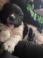 Sunny, a female Newfoundland and Golden Retriever for sale in Fort Ripley, MN – Photo 9 of 10