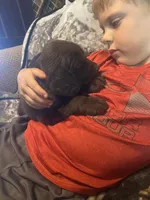 Chip, a male Newfoundland and Golden Retriever for sale in Brainerd, MN – 3 of 10