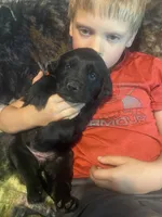 Clara, a female Newfoundland and Golden Retriever for sale in Brainerd, MN – 4 of 7