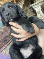 Clay, a male Newfoundland and Golden Retriever for sale in Brainerd, MN – 7 of 8