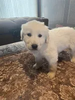Murphy, a male Newfoundland and Golden Pyrenees for sale in Brainerd, MN – Photo 5 of 7