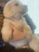 Murphy, a male Newfoundland and Golden Pyrenees for sale in Brainerd, MN – Photo 6 of 7