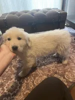 Murphy, a male Newfoundland and Golden Pyrenees for sale in Brainerd, MN – Photo 4 of 7