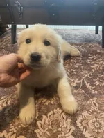 Murphy, a male Newfoundland and Golden Pyrenees for sale in Brainerd, MN – Photo 2 of 7