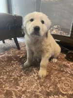 Murphy, a male Newfoundland and Golden Pyrenees for sale in Brainerd, MN – Photo 1 of 7