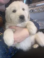 Murphy, a male Newfoundland and Golden Pyrenees for sale in Brainerd, MN – Photo 3 of 7
