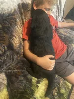 Cassie, a female Newfoundland and Golden Retriever for sale in Brainerd, MN – 8 of 10