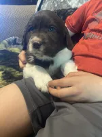 Cowboy, a male Newfoundland and Golden Retriever for sale in Brainerd, MN – 10 of 10