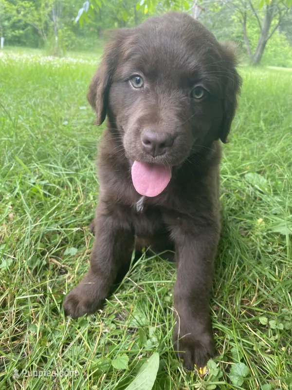 Coco – Newfoundland, Golden Retriever puppy for sale in Brainerd, MN